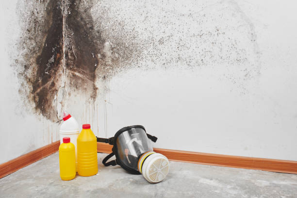 Trusted Yamhill, OR Mold Removal Experts