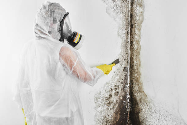 Certified Mold Removal in Yamhill, OR