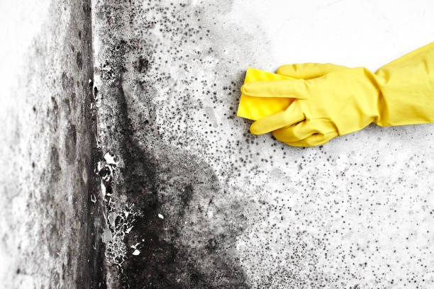 Best Home Mold Removal  in Yamhill, OR