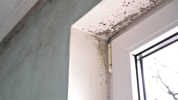 Best Office Mold Removal Services  in Yamhill, OR