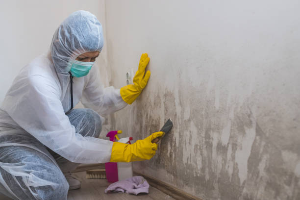 Best Commercial Mold Removal  in Yamhill, OR