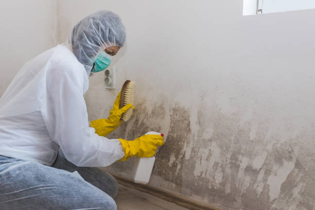 Best Mold Remediation  in Yamhill, OR