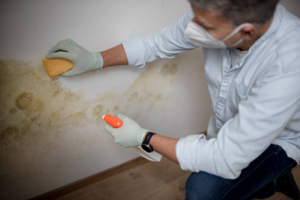 Best Residential Mold Removal  in Yamhill, OR