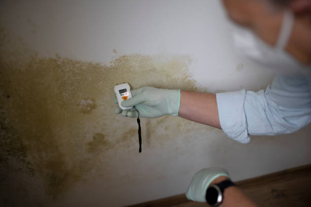 Best Certified Mold Removal  in Yamhill, OR