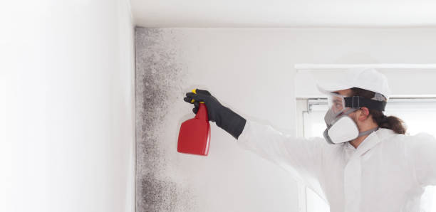 Attic Mold Removal in Yamhill, OR