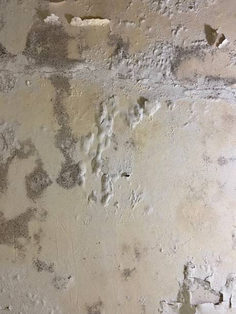 Home Mold Removal in Yamhill, OR