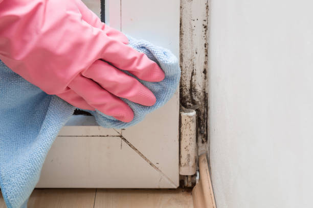 Best Professional Mold Removal  in Yamhill, OR